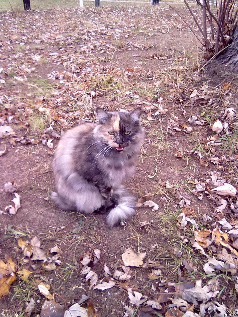 Гуляли с девушкой, и тут... конец света близок оО