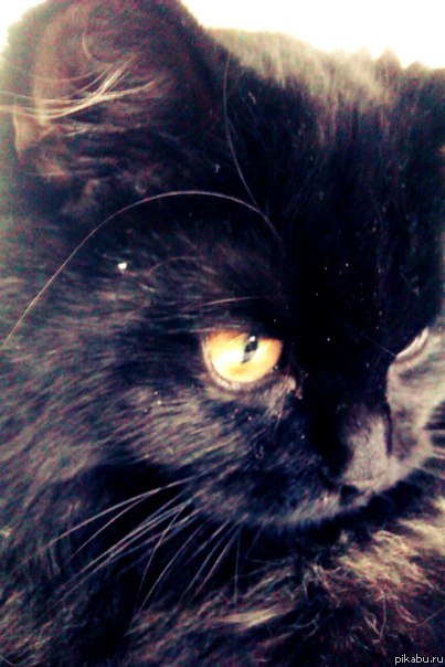 ��� ����������)