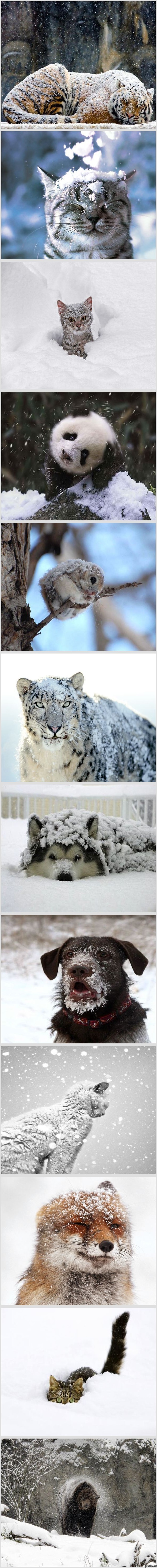 Животные и снег