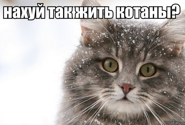 ������ �������