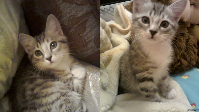 Наш новый сожитель - Саймон (проще Семка, как семки Чико)