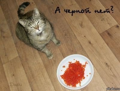 ���� ����� ������!