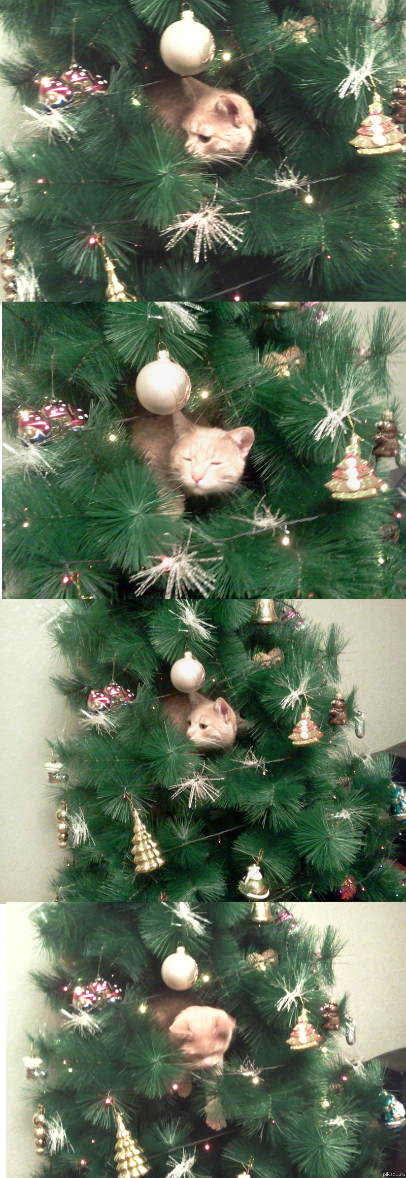Мой новогодний котя
