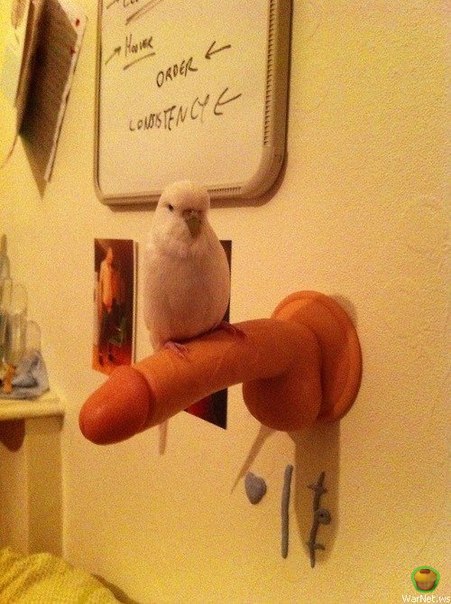 Parrot is a sex shop worker... - NSFW, Pictures and photos