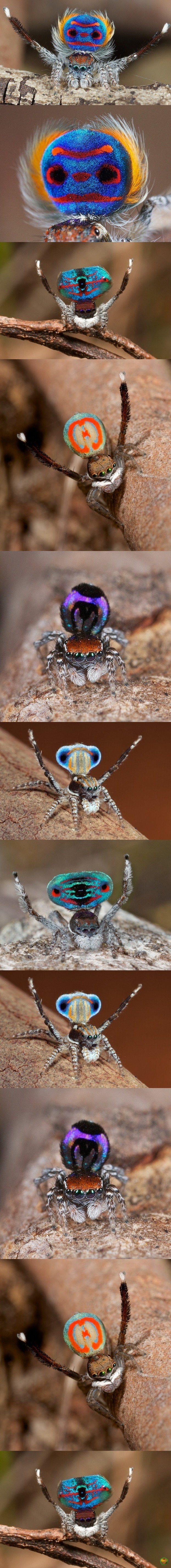 Maratus Volans     -    5 .