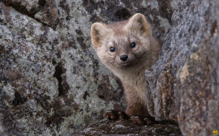 ������ ������!