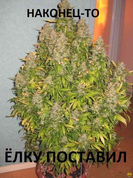 Ёлочка | Пикабу