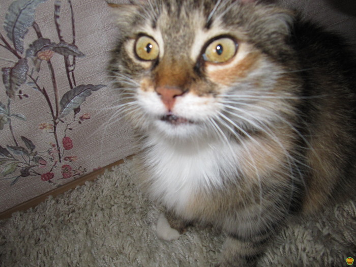 ��� ���������� (��� ��������) �����)))