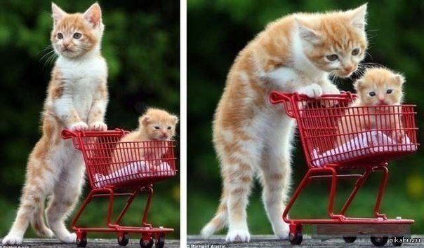 Котенок катает. Кот с тележкой в магазине. Скейт с котом. Коляска для кошек. Горка для котят.