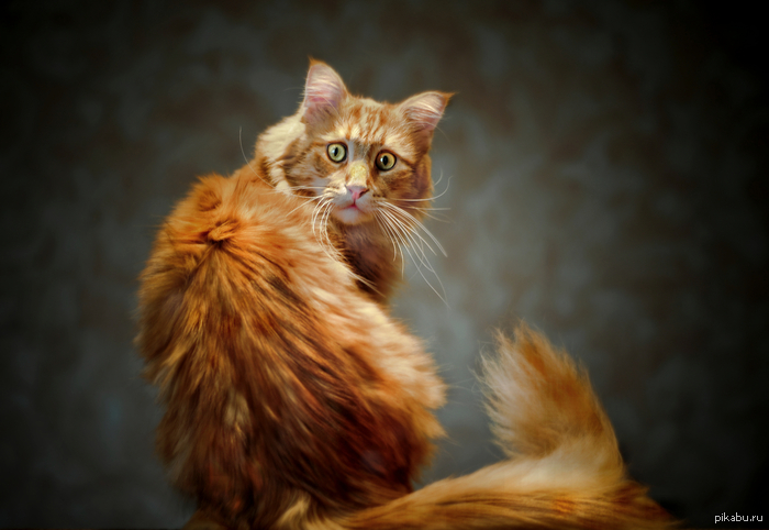 ��� ���������