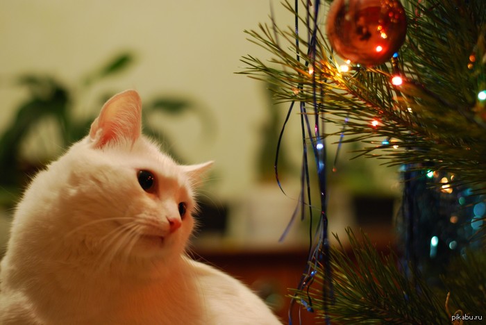 ���������� ����