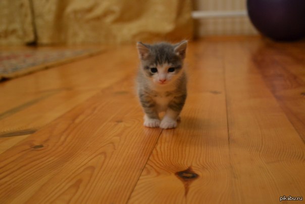 Котейка моя) | Пикабу