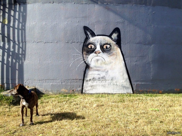 Grumpy cat