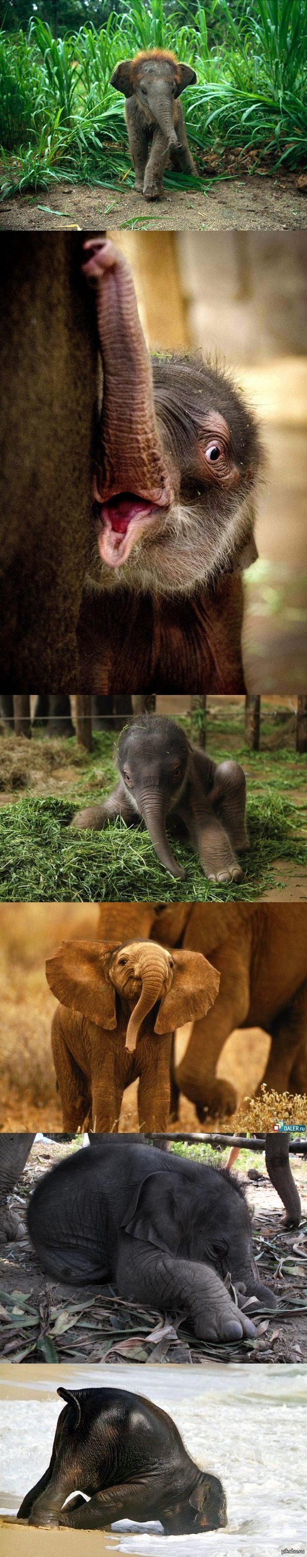 Не смогла пройти мимо) Всем добра и слоников)