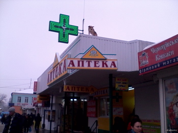 Пёс на крыше