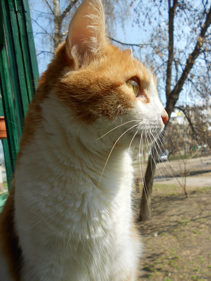 Котейка )