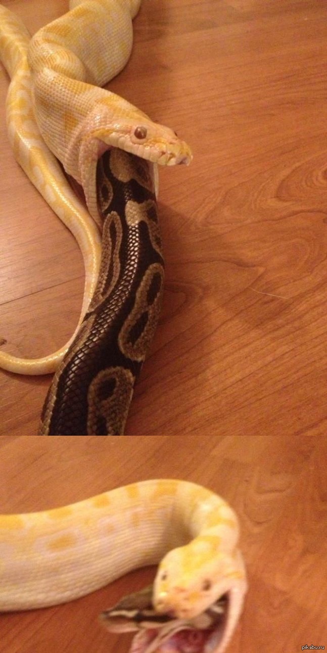 Змея по другому