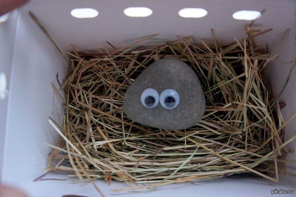 Питомец без забот)))