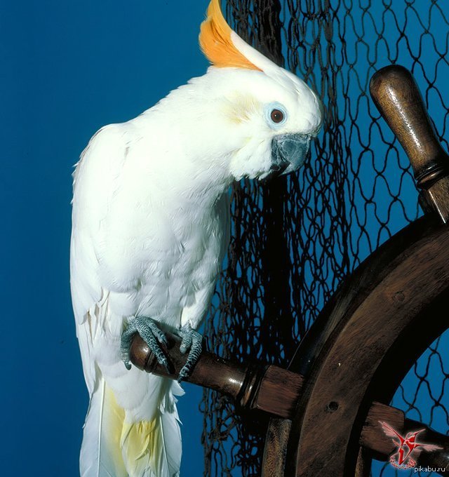 Parrots, such parrots :D - Interesting, My, NSFW