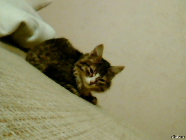 Котейка на НГ))