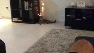 котик | Пикабу