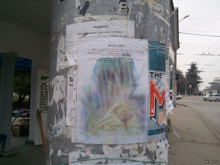 Пропал пёс!