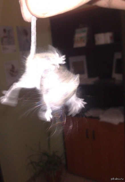 ������ � ��������� ����� ������ �������))