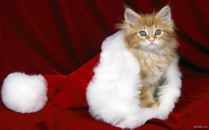 Новогодний котик