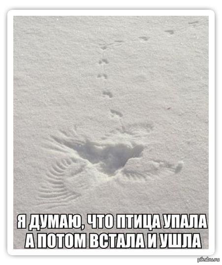 Странная птица... | Пикабу