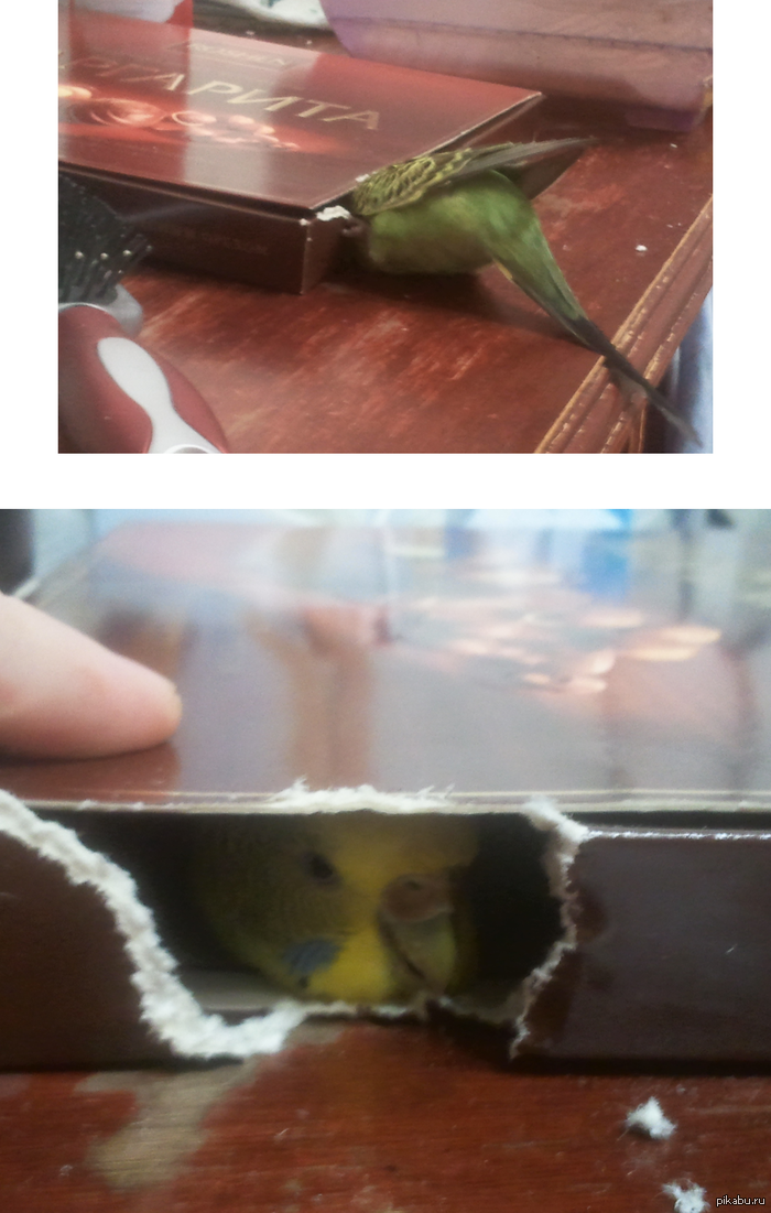 Попугайчики тоже любят коробки