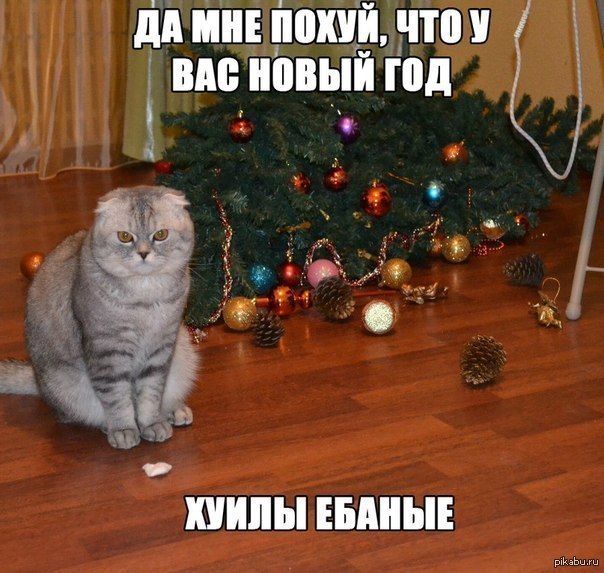 Мемы с котами новогодние