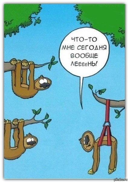 Настоящий ленивец