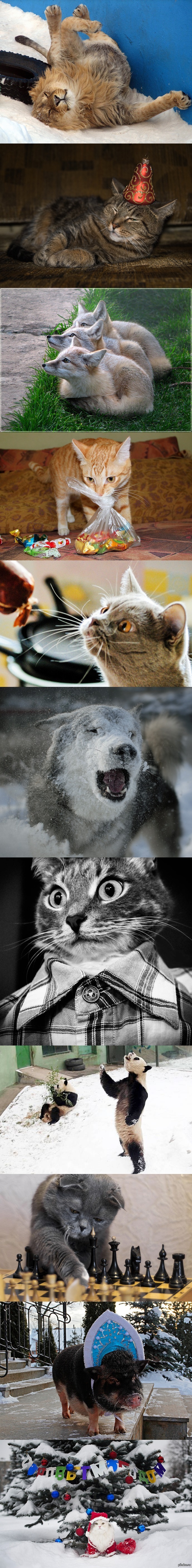 Просто забавные фотки животных =)