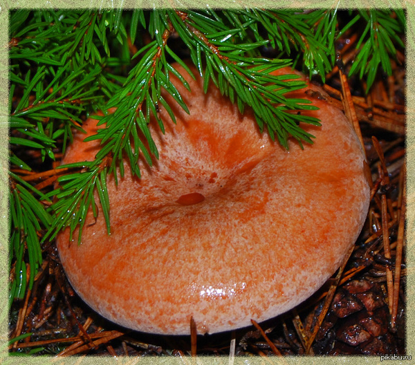 ����� ���