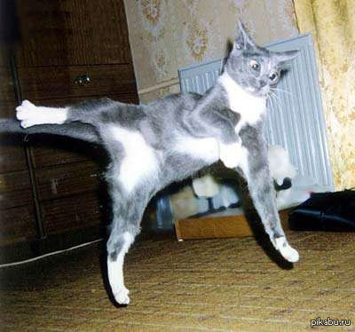 Кот Новый Год Прикол