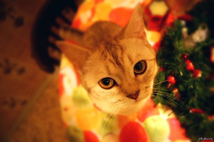 ��� ���������� ������� :3