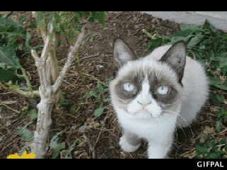 Не немного grumpy cat'а