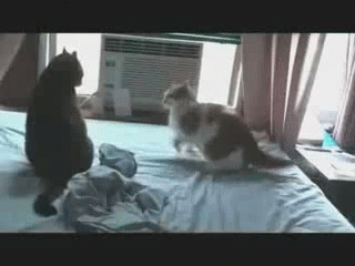 ��� ��� ����