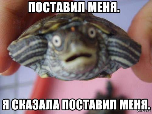 Просто черепашка... | Пикабу