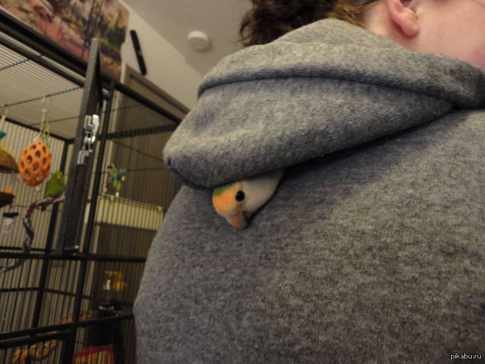 ����������� ��� ����������  ������)