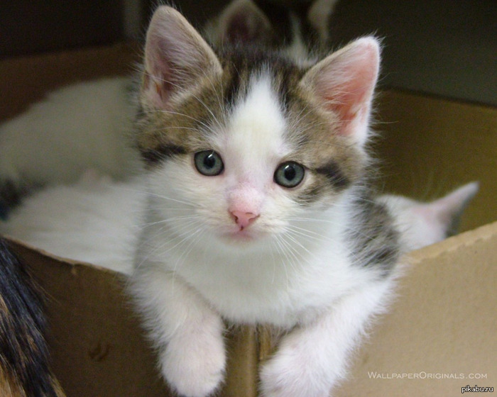 �� ��� ����� �������