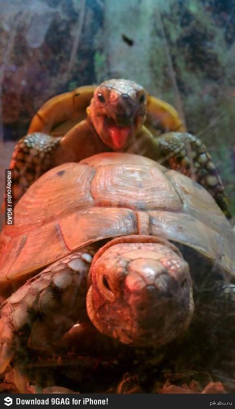 Turtles having fun:3 - NSFW, Strawberry