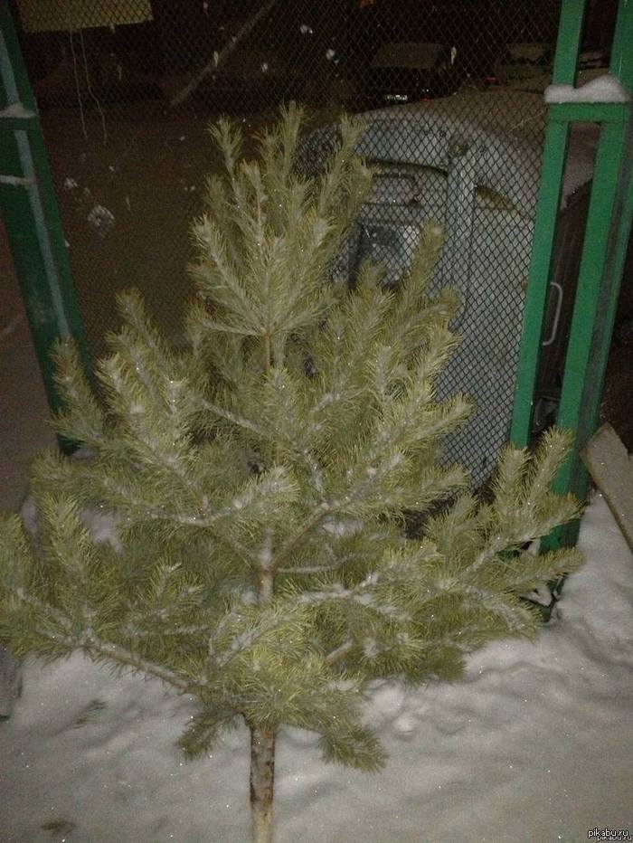 эх..... Первая нах !!!! чет в этом году рано, проходил мимо, не мог не запечатлеть.