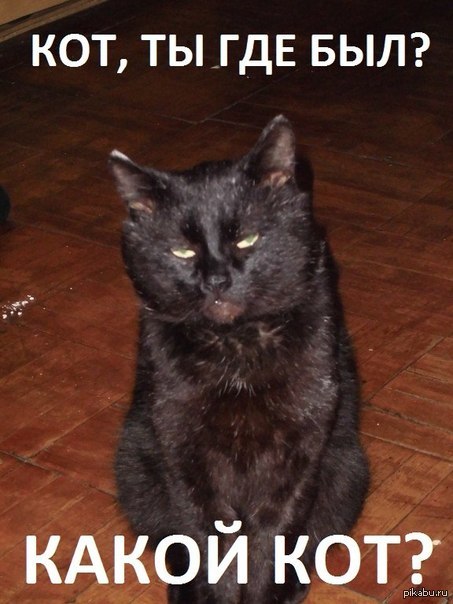 Все черные коты торчат от наркоты