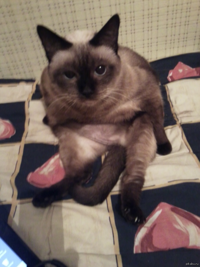   VanGenechten287.   .      .  .