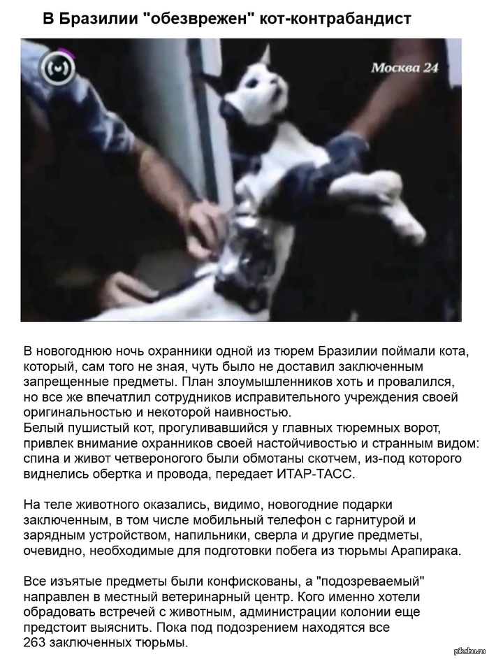 Кот-контрабандист.