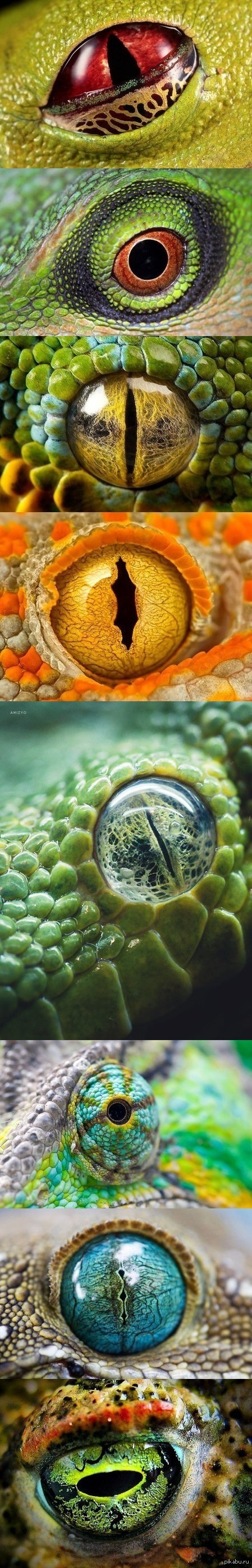 Eyes of reptiles and amphibians. - Pictures and photos