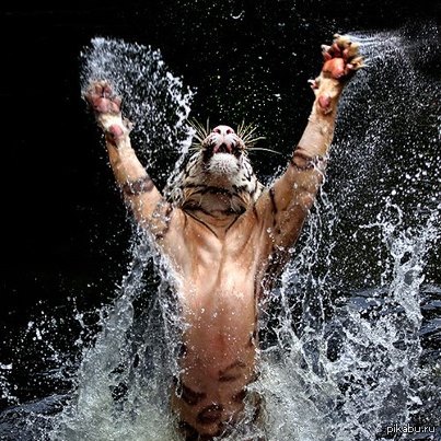 �Freedom� by Abdul Kadir