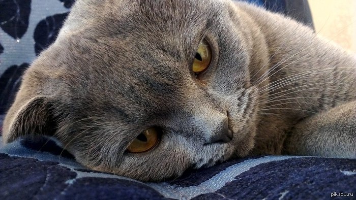 хозяин кота - Дмитрий Кизилов