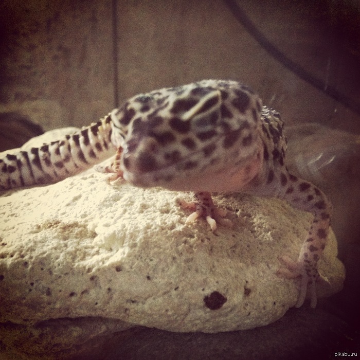 �������� ������ ���� ��� �����, ����� ��.